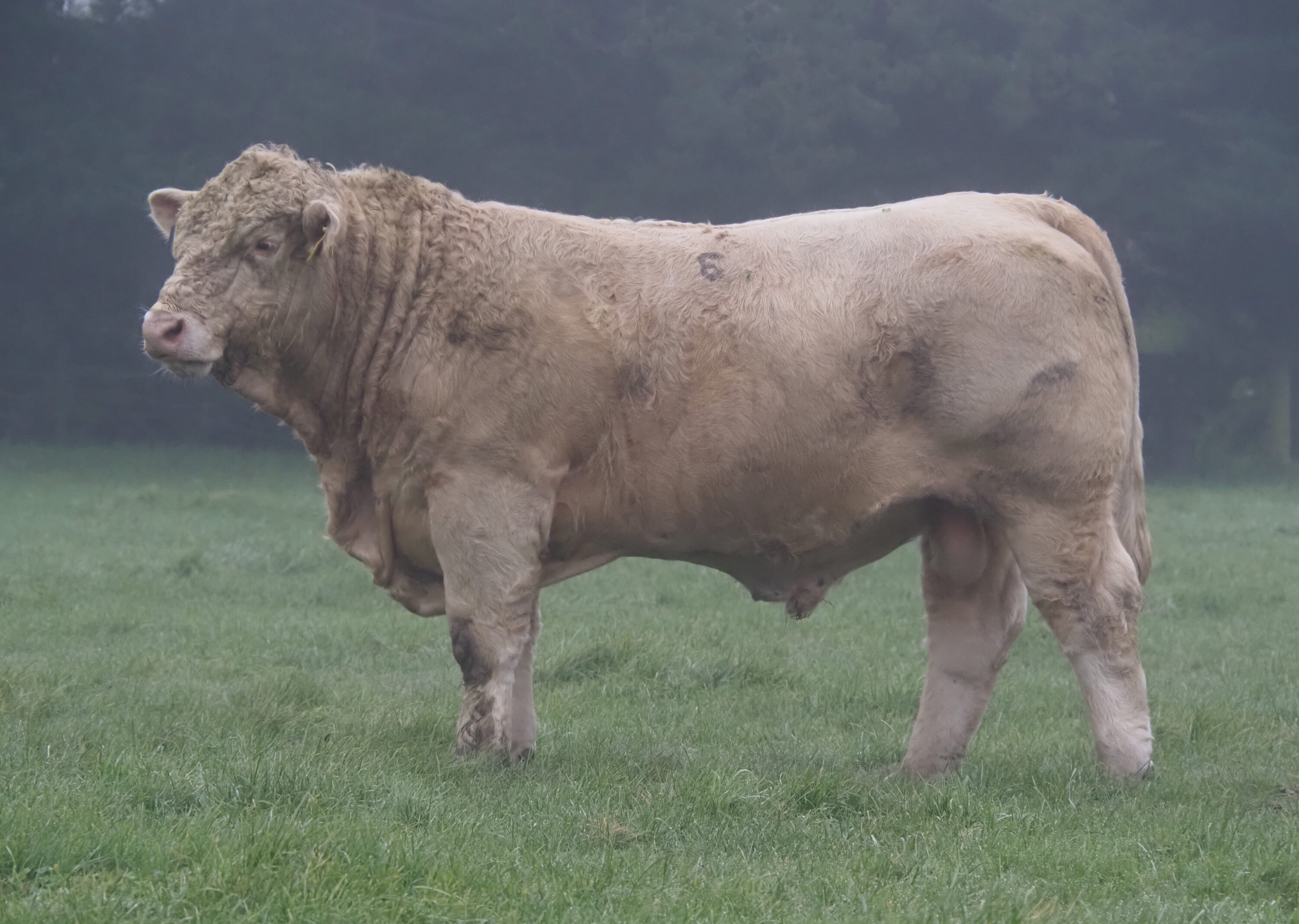 SILVERSTREAM SPECTRA S184E (PP) R/F