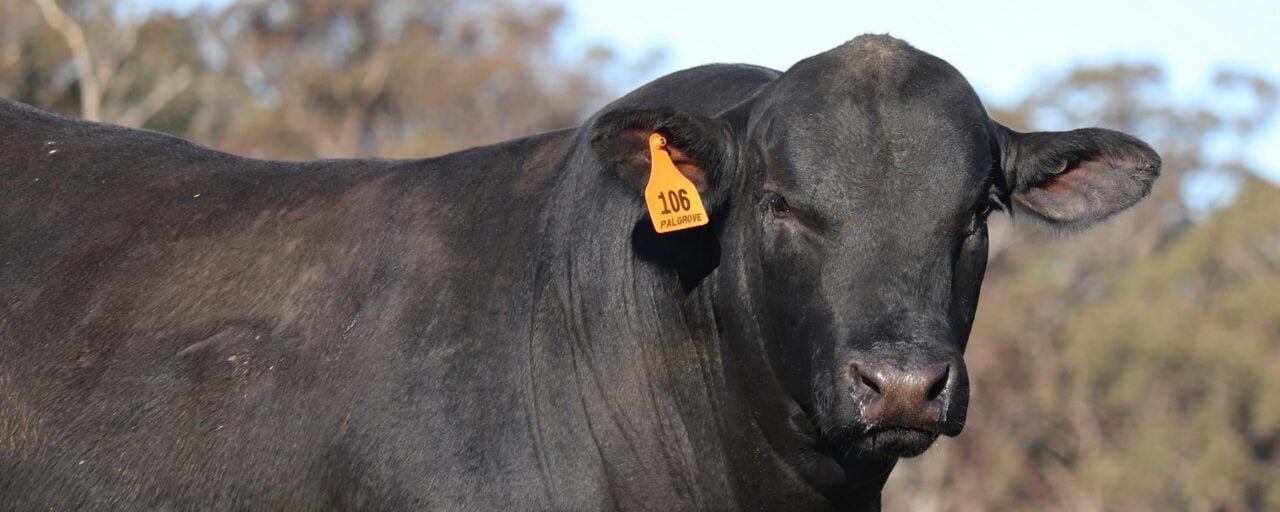 Ultrablack, Brangus & Angus – Palgrove